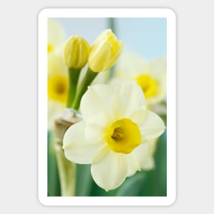 Narcissus  'Pacific Coast'  AGM    Division 8 Tazetta Daffodil Sticker